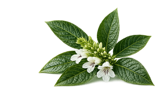 Vasavaleha