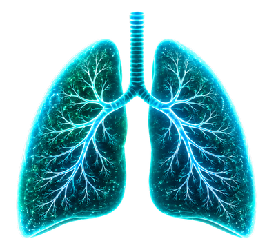 Human lungs illustration